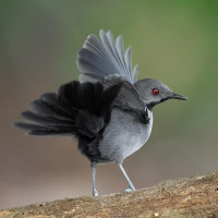 Slender Antbird